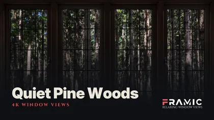Quiet Pine Woods