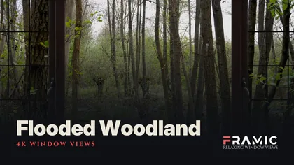 Flooded Woodland