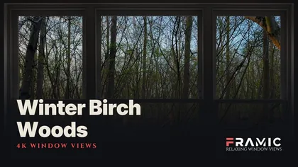 Winter Birch Woods