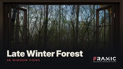Late Winter Forest