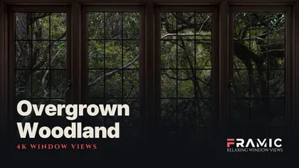 Overgrown Woodland