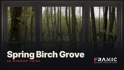 Spring Birch Grove